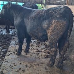 Angus Bulls