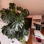 XXL Monstera Deliciosa Image 2