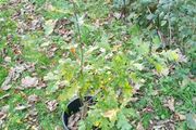 Oak Trees