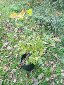 Oak Trees