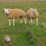 Pedigree Beltex Hogget ewes Image 7