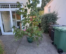 Sycamore Maple tree