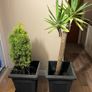 Yucca and lemon cypress Image 2