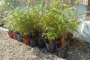 Clumping bamboo fargesia