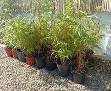 Clumping bamboo fargesia