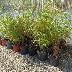 Clumping bamboo fargesia