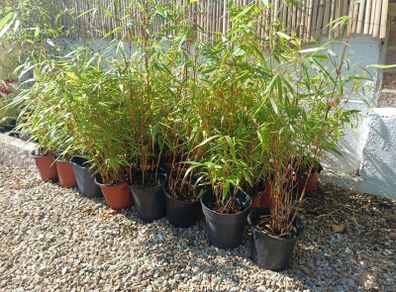 Clumping bamboo fargesia