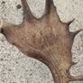 26" Stag's head Antlers Image 3