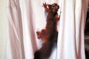 Sweatshirt with Squirrel motiv