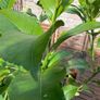 Established 150cm high fruit bearing lemon tree Image 2