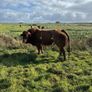 5 BB Bull Image 3