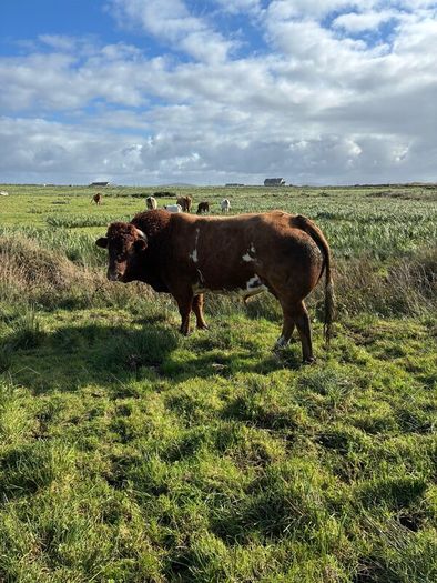 5 BB Bull