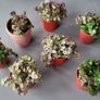Cute little house plants. 5euro Image 5