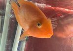 parrot fish