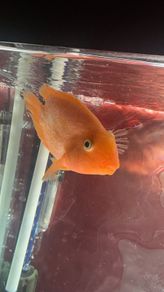 parrot fish