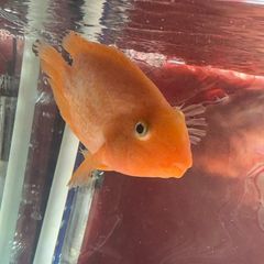 parrot fish