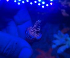 SPS Coral Frags
