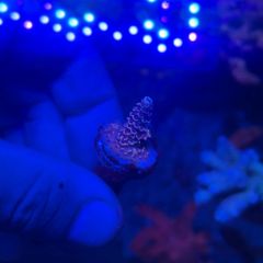 SPS Coral Frags