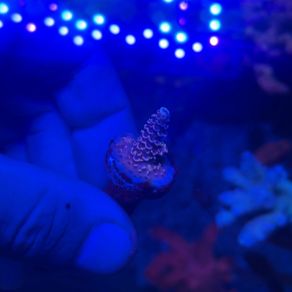 SPS Coral Frags
