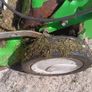 lawnmower Image 3