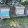 bee hives with bees Image 2