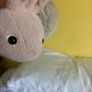 teddy Image 2