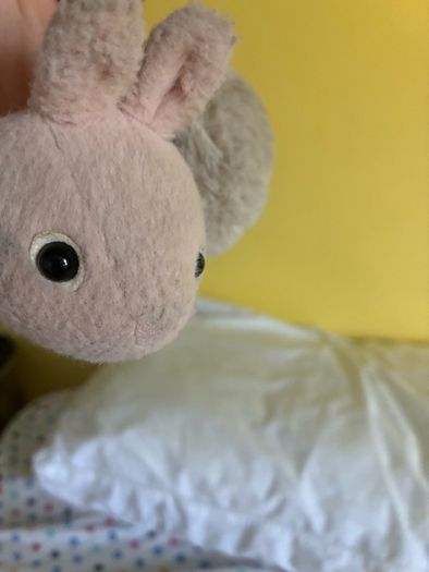 teddy