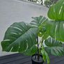 IKEA fake plant Image 3