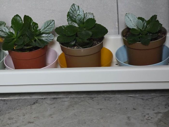 Kalanchoe plants