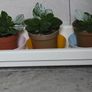 Kalanchoe plants Image 3
