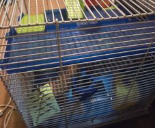 hamster cage