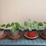 Money plant Image 2