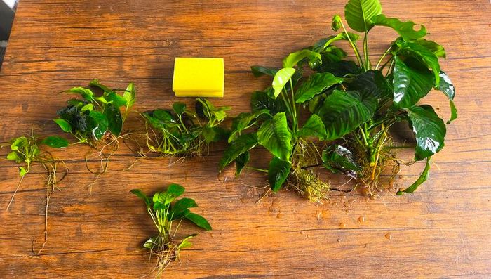 Anubias Collection