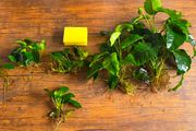 Anubias Collection