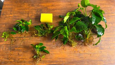 Anubias Collection