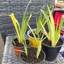 Yellow Mexican satin flower plant Pale yellow-eyed grass, perennial. Image 4