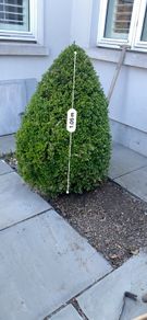 Buxus tree