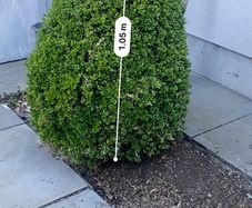 Buxus tree