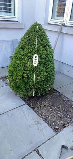 Buxus tree