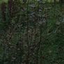 aspen ash trees available Image 7