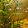 electric blue fish Image 2