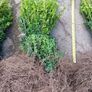 Box Hedging Image 4