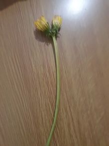 RARE 2 headed dandelion (may be shriveld up because its a flower)