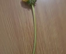 RARE 2 headed dandelion (may be shriveld up because its a flower)