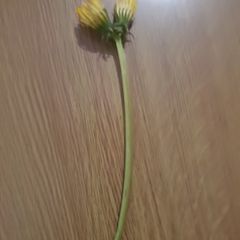 RARE 2 headed dandelion (may be shriveld up because its a flower)