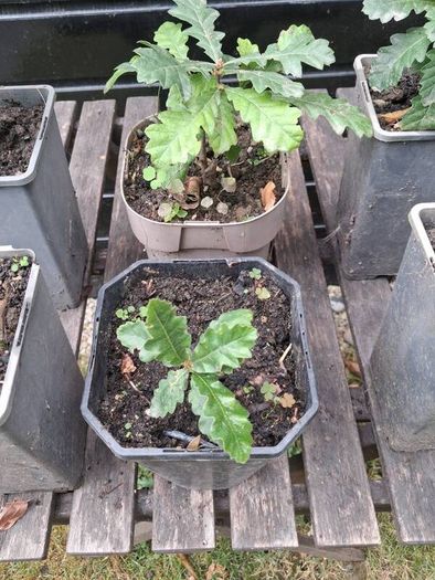 Native Irish oak trees