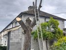 Cut down tree/Garden clearance Image 8