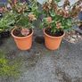 Hydrangea Paniculata Image 5