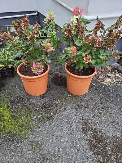 Hydrangea Paniculata