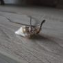 Shell necklace, NEW Image 2